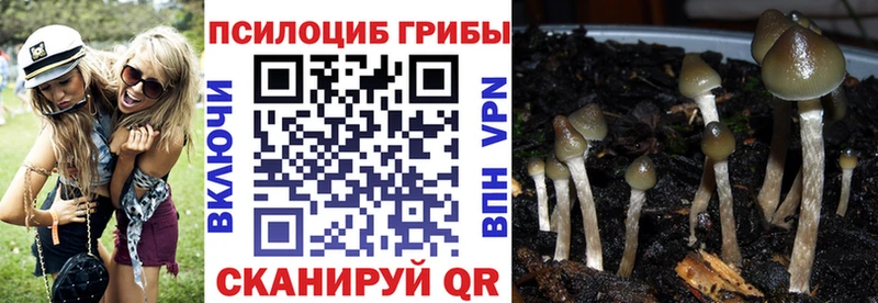 Галлюциногенные грибы Psilocybine cubensis  цена наркотик  OMG рабочий сайт  Вихоревка 